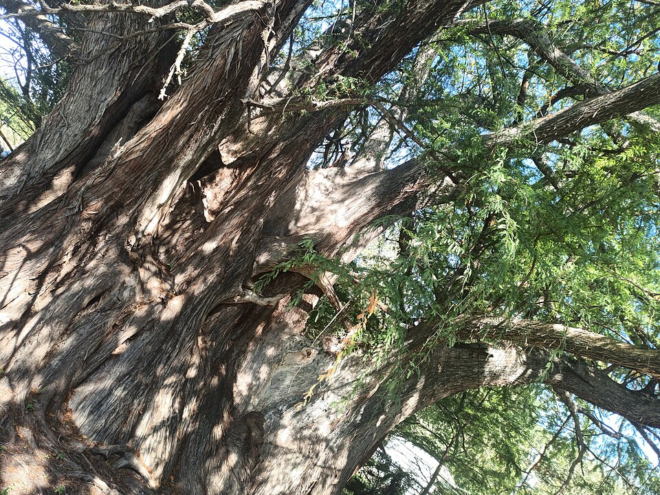 Detalle del árbol milenario de Concá